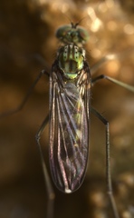 Liancalus virens