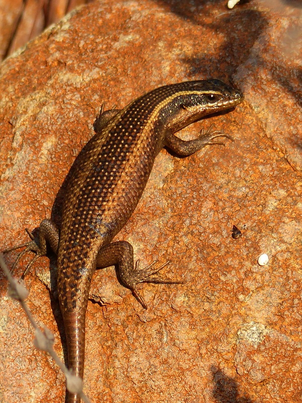 Montane Speckled Skink