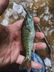 Micropterus chattahoochae