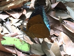 Lexias dirtea merguia