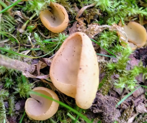 Flavoscypha cantharella image