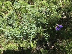 Vicia onobrychioides