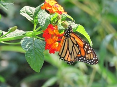 Danaus plexippus plexippus