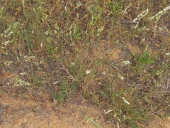 Phalaris minor