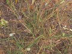 Phalaris minor