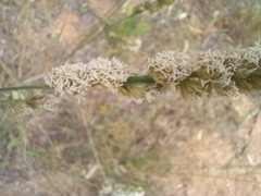 Phalaris minor