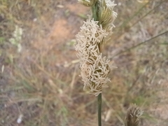 Phalaris minor