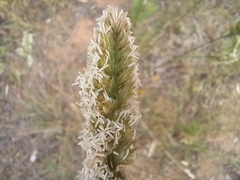 Phalaris minor