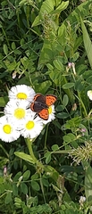 Lycaena phlaeas daimio