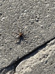 Thanatus arenarius