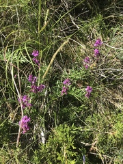 Polygala comosa