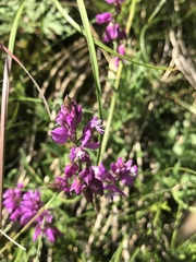 Polygala comosa
