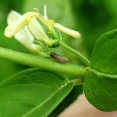 Agallia quadripunctata