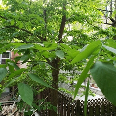 Celtis occidentalis