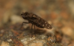 Scatophila