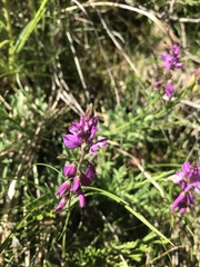Polygala comosa