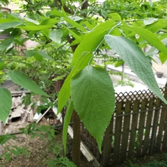 Celtis occidentalis