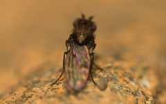 Scatophila