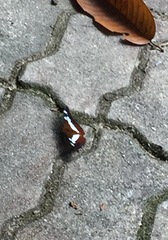Moduza procris milonia