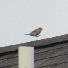 Passer domesticus