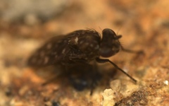 Scatophila