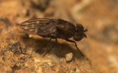 Scatophila