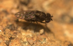 Scatophila