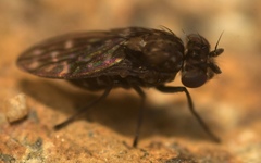 Scatophila