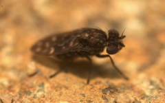 Scatophila
