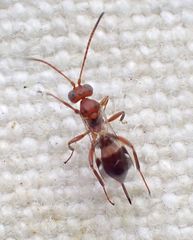 Gelis tenellus