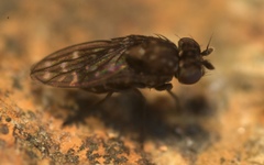 Scatophila
