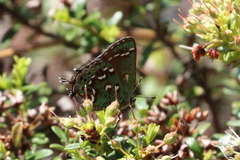Callophrys hesseli