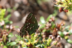 Callophrys hesseli