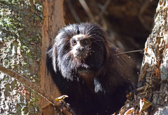 Black Lion Tamarin photo 4