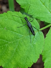 Strangalia acuminata
