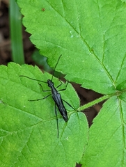 Strangalia acuminata