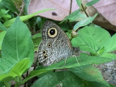 Ypthima baldus newboldi