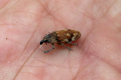 Hypolixus mastersii