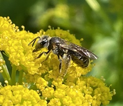 Andrena alleghaniensis