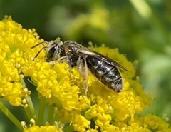 Andrena alleghaniensis