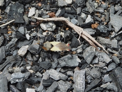 Apiomerus ochropterus