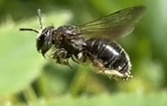 Andrena alleghaniensis