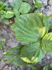 Perilla