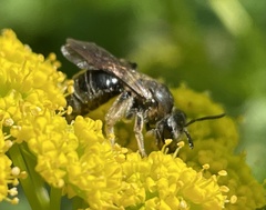 Andrena alleghaniensis