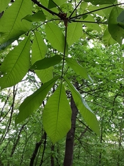 Carya ovata