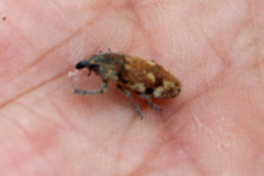 Hypolixus mastersii