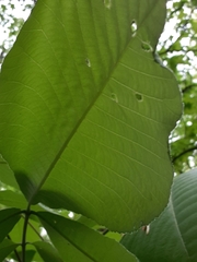 Carya ovata