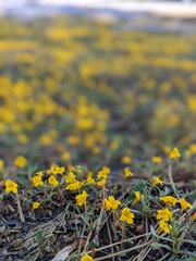 Erythranthe montioides