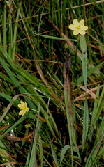 Sisyrinchium jamesonii
