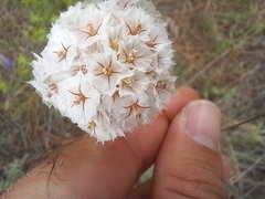 Armeria macrophylla